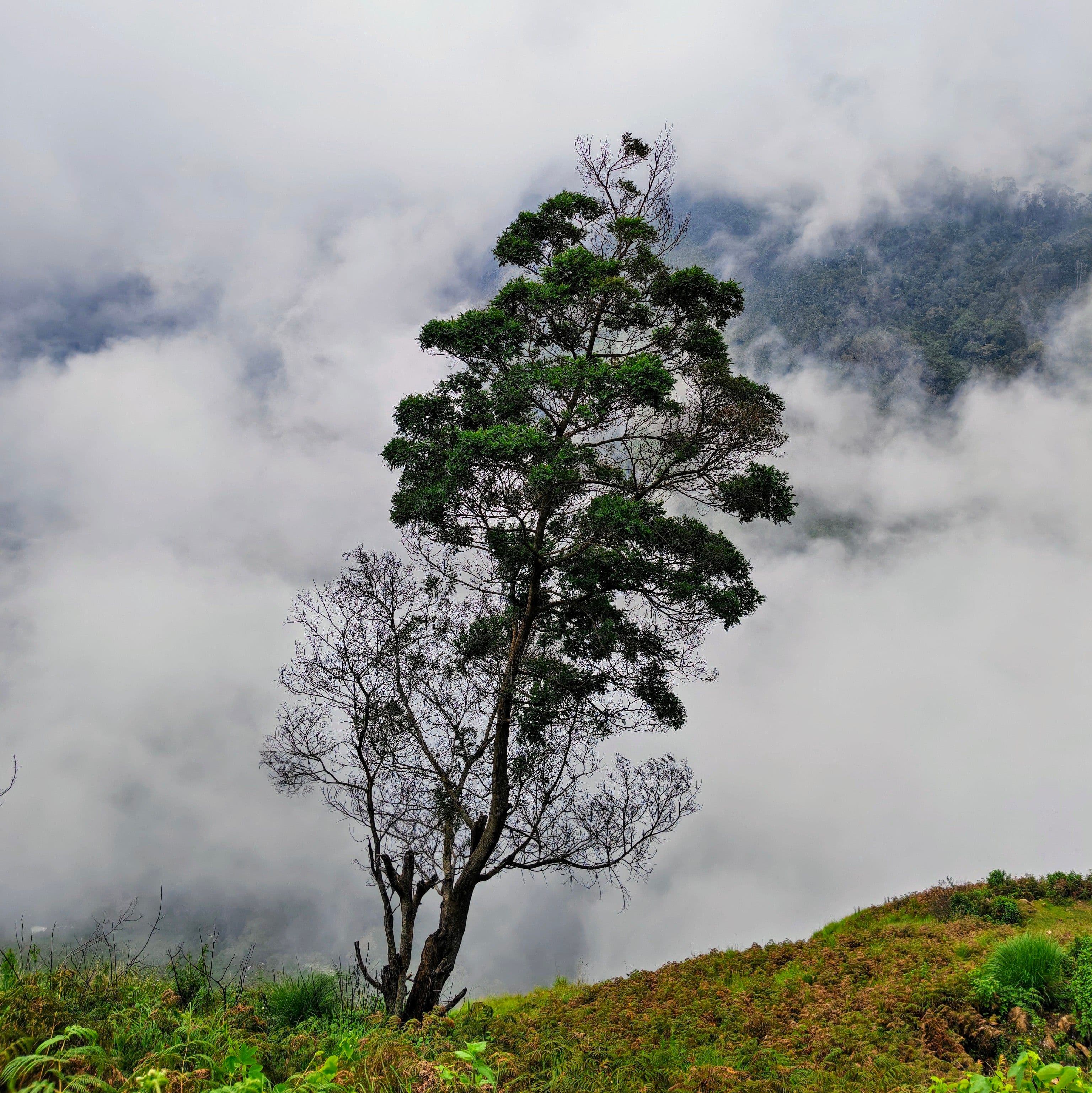 Trekking above the clouds